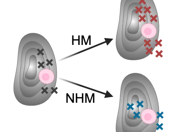 Illustration of different evolutionary strategies of hyper- versus nonhyper-mutator cancers