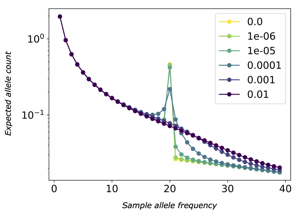 Effect of allelic exchange on collapsed SFS