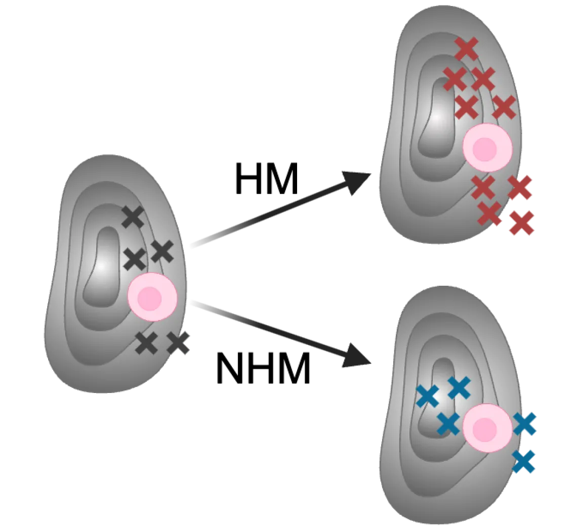 Illustration of different evolutionary strategies of hyper- versus nonhyper-mutator cancers